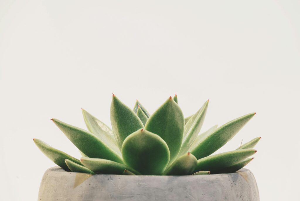 Bright minimalist image of a succulent in a concrete pot, perfect for desktop backgrounds.